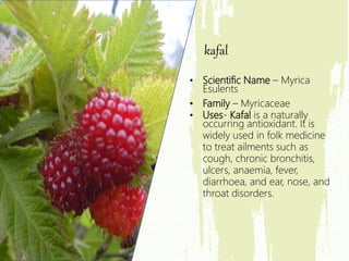 • Scientific Name – Myrica
Esulents
• Family – Myricaceae
• Uses- Kafal is a naturally
occurring antioxidant. It is
widely used in folk medicine
to treat ailments such as
cough, chronic bronchitis,
ulcers, anaemia, fever,
diarrhoea, and ear, nose, and
throat disorders.
kafal
 