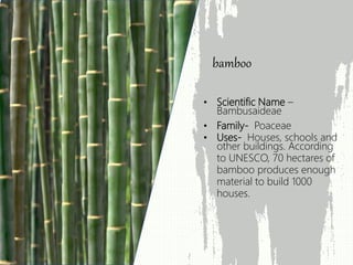 • Scientific Name –
Bambusaideae
• Family- Poaceae
• Uses- Houses, schools and
other buildings. According
to UNESCO, 70 hectares of
bamboo produces enough
material to build 1000
houses.
bamboo
 