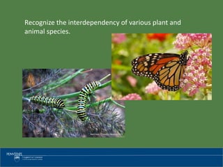 Interdependency Animal Forestry for Wildlife | PPTX