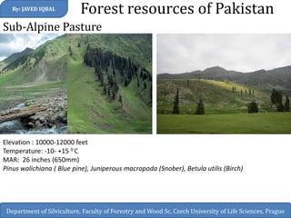 Forest resources of Pakistan 
By: JAVED IQBAL 
Department of Silviculture, Faculty of Forestry and Wood Sc, Czech University of Life Sciences, Prague 
Sub-Alpine Pasture 
Elevation : 10000-12000 feet Temperature: -10- +15 0 C MAR: 26 inches (650mm) Pinus walichiana ( Blue pine), Juniperous macropoda (Snober), Betula utilis (Birch)  