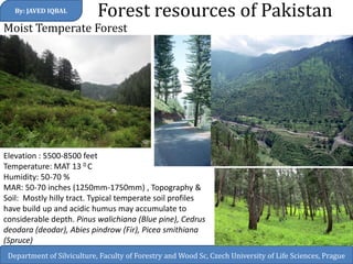 Forest resources of Pakistan 
By: JAVED IQBAL 
Department of Silviculture, Faculty of Forestry and Wood Sc, Czech University of Life Sciences, Prague 
Moist Temperate Forest 
Elevation : 5500-8500 feet 
Temperature: MAT 13 0 C 
Humidity: 50-70 % 
MAR: 50-70 inches (1250mm-1750mm) , Topography & Soil: Mostly hilly tract. Typical temperate soil profiles have build up and acidic humus may accumulate to considerable depth. Pinus walichiana (Blue pine), Cedrus deodara (deodar), Abies pindrow (Fir), Picea smithiana (Spruce) 
 