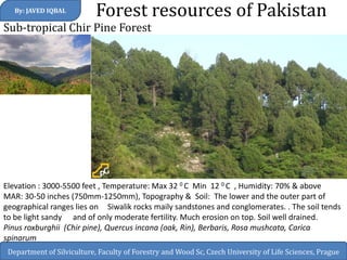 Forest resources of Pakistan 
By: JAVED IQBAL 
Department of Silviculture, Faculty of Forestry and Wood Sc, Czech University of Life Sciences, Prague 
Sub-tropical Chir Pine Forest 
Elevation : 3000-5500 feet , Temperature: Max 32 0 C Min 12 0 C , Humidity: 70% & above 
MAR: 30-50 inches (750mm-1250mm), Topography & Soil: The lower and the outer part of geographical ranges lies on Siwalik rocks maily sandstones and conglomerates. . The soil tends to be light sandy and of only moderate fertility. Much erosion on top. Soil well drained. 
Pinus roxburghii (Chir pine), Quercus incana (oak, Rin), Berbaris, Rosa mushcata, Carica spinarum  
