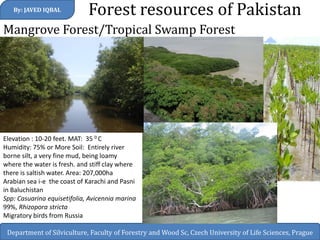 Mangrove Forest/Tropical Swamp Forest 
Forest resources of Pakistan 
By: JAVED IQBAL 
Department of Silviculture, Faculty of Forestry and Wood Sc, Czech University of Life Sciences, Prague 
Elevation : 10-20 feet. MAT: 35 0 C 
Humidity: 75% or More Soil: Entirely river borne silt, a very fine mud, being loamy where the water is fresh. and stiff clay where there is saltish water. Area: 207,000ha 
Arabian sea i-e the coast of Karachi and Pasni in Baluchistan 
Spp: Casuarina equisetifolia, Avicennia marina 99%, Rhizopora stricta 
Migratory birds from Russia 
 