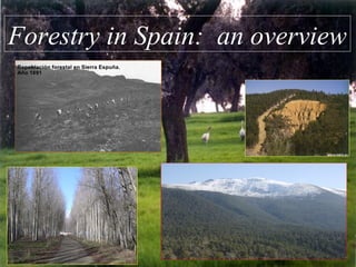 Forestry in Spain: an overview
 