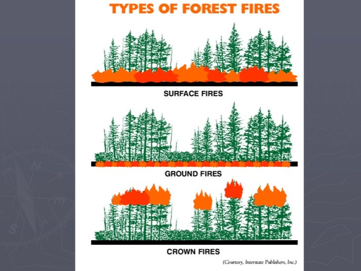 Introduction to Froestry