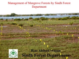 Management of Mangrove Forests by Sindh Forest
Department
Riaz Ahmed Wagan
Sindh Forest Department
 
