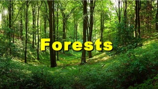 ForestsForests
 