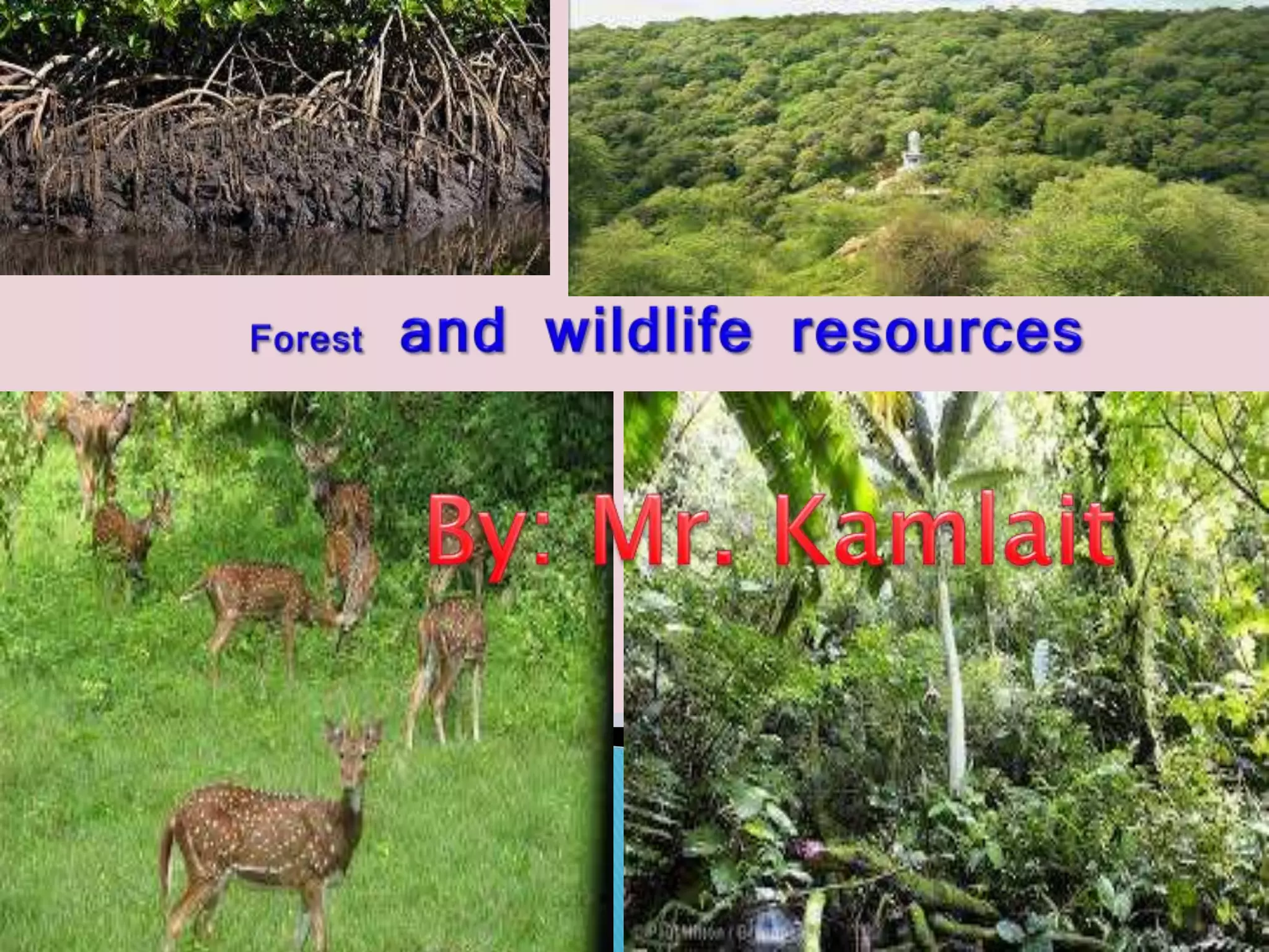 Forests and wildlife resources Class 10 Geography | PPTX
