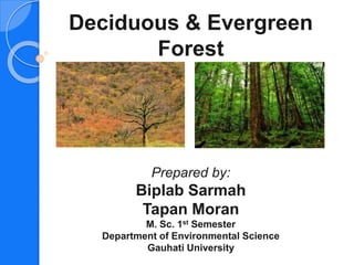 Deciduous & Evergreen
Forest
Prepared by:
Biplab Sarmah
Tapan Moran
M. Sc. 1st Semester
Department of Environmental Science
Gauhati University
 