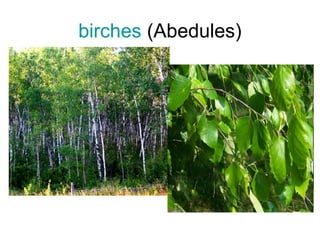 birches (Abedules)
 