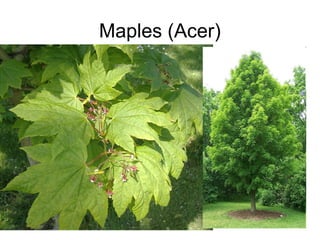 Maples (Acer)
 
