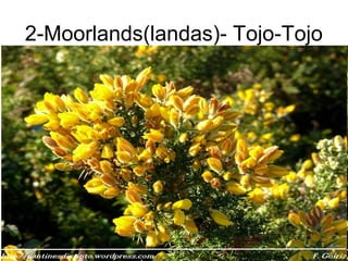 2-Moorlands(landas)- Tojo-Tojo
 