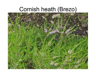Cornish heath (Brezo)
 