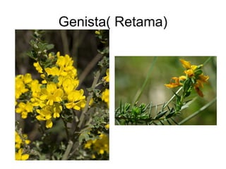 Genista( Retama)
 
