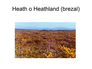 Heath o Heathland (brezal)
 