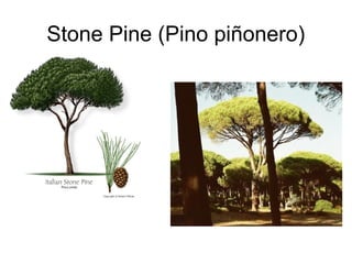 Stone Pine (Pino piñonero)
 