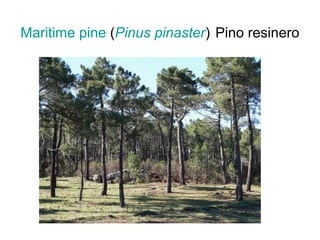Maritime pine (Pinus pinaster) Pino resinero
 