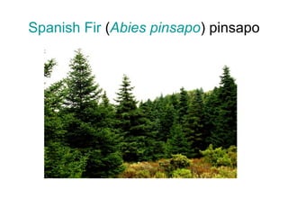 Spanish Fir (Abies pinsapo) pinsapo
 