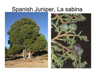 Spanish Juniper, La sabina
 
