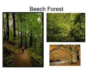Beech Forest
 