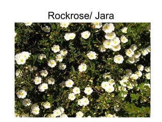Rockrose/ Jara
 