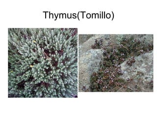 Thymus(Tomillo)
 