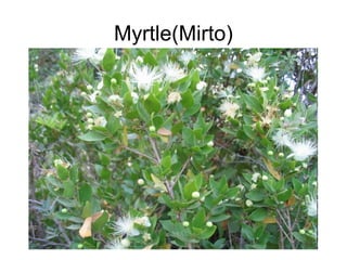 Myrtle(Mirto)
 