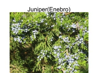 Juniper(Enebro)
 