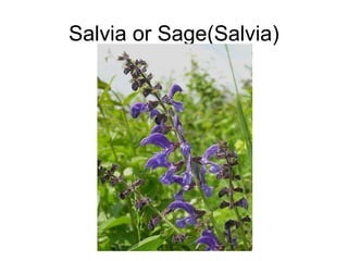 Salvia or Sage(Salvia)
 