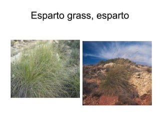 Esparto grass, esparto
 