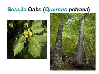 Sessile Oaks (Quercus petraea)
 