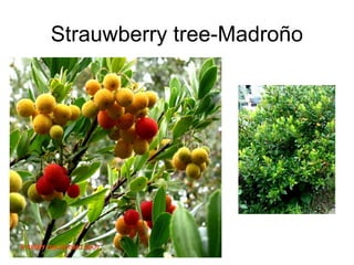 Strauwberry tree-Madroño
 