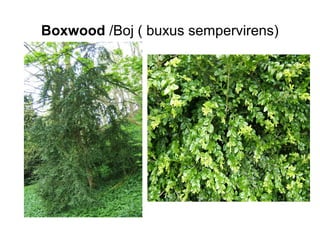 Boxwood /Boj ( buxus sempervirens)
 