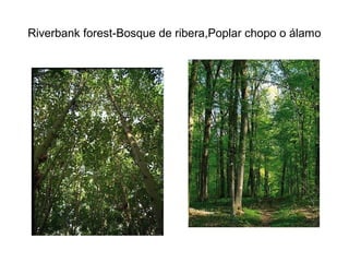 Riverbank forest-Bosque de ribera,Poplar chopo o álamo
 