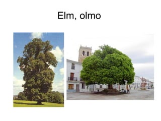 Elm, olmo
 