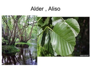 Alder , Aliso
 