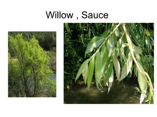 Willow , Sauce
 