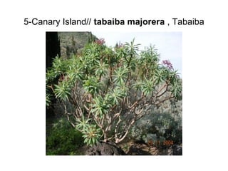 5-Canary Island// tabaiba majorera , Tabaiba
 