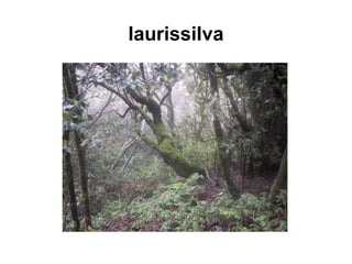 laurissilva
 