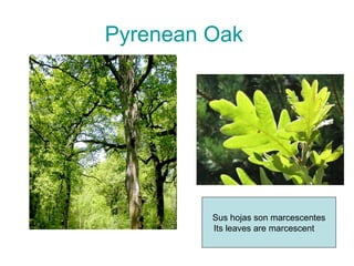 Pyrenean Oak




         Sus hojas son marcescentes
         Its leaves are marcescent
 
