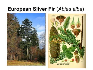 European Silver Fir (Abies alba)
 