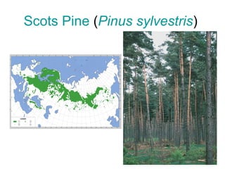 Scots  Pine  ( Pinus   sylvestris )  