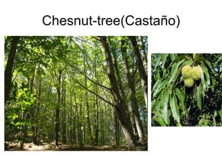 Chesnut-tree(Castaño) 