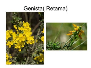 Genista( Retama) 