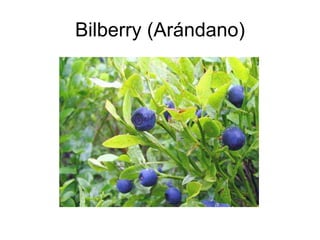 Bilberry (Arándano) 