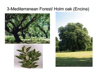 3-Mediterranean Forest/ Holm oak (Encina) 