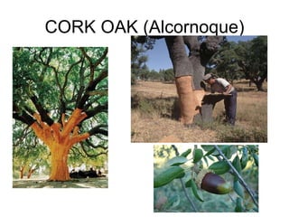 CORK OAK (Alcornoque) 