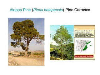 Aleppo Pine  ( Pinus   halepensis )   Pino Carrasco 