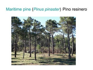 Maritime  pine  ( Pinus   pinaster )   Pino resinero 