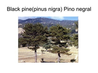 Black pine(pinus nigra) Pino negral 
